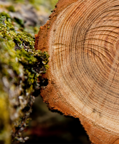 چرا پالت های قالب گیری برای صادرات نیازی به بخور ندارند؟